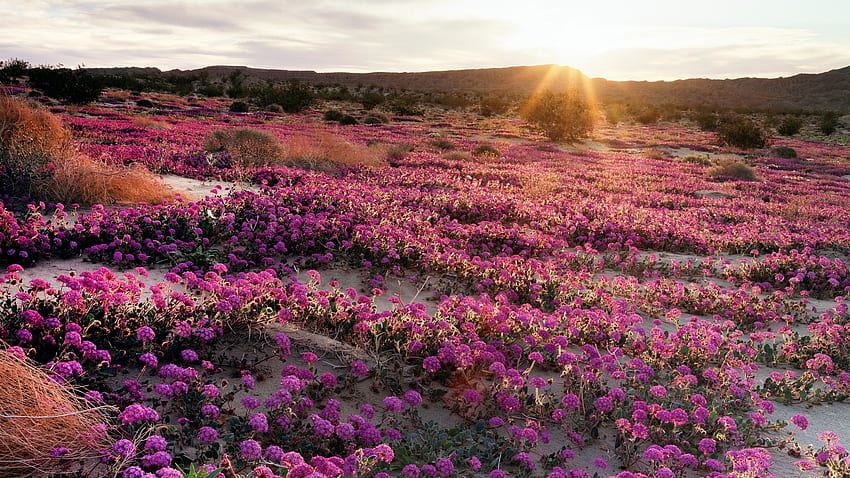 Buchen Sie jetzt eine Reise, um kalifornische Wildblumen zu sehen. Condé Nast Traveler, Wüsten-Wildblumen HD-Hintergrundbild
