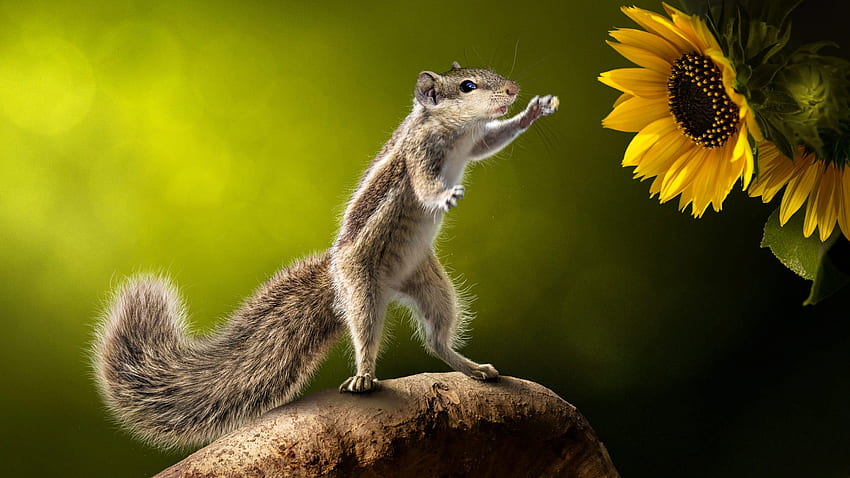 Squirrel, summer, flower, green, yellow, veverita, vara, sunflower HD wallpaper
