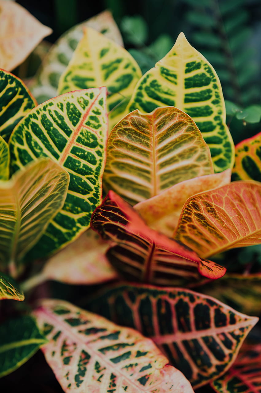 Piante domestiche, foglie, multicolori Sfondo del telefono HD