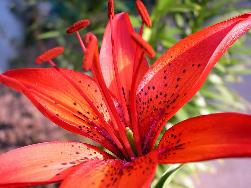 Red Lily Is Toxic To Cats. Pet Poison Helpline HD wallpaper