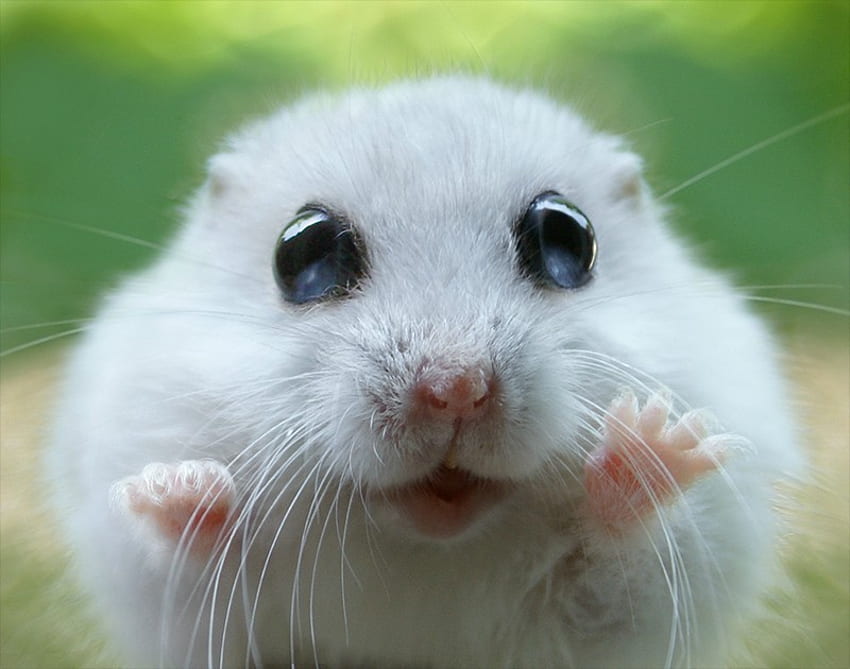 white hamster, animal, graphy, eyes, cute, little, fur, nature, hamster, rodent HD wallpaper