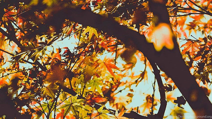 Autumn iPad Background HD wallpaper