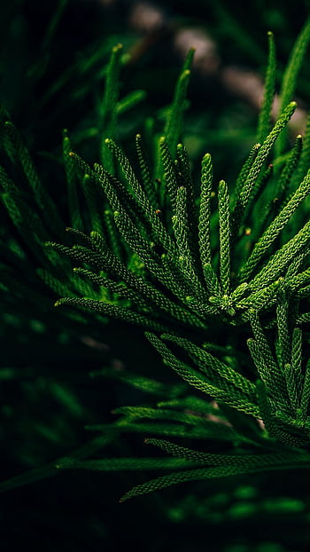 Evergreen trees covered with snow photo – Free Winter Image on Unsplash