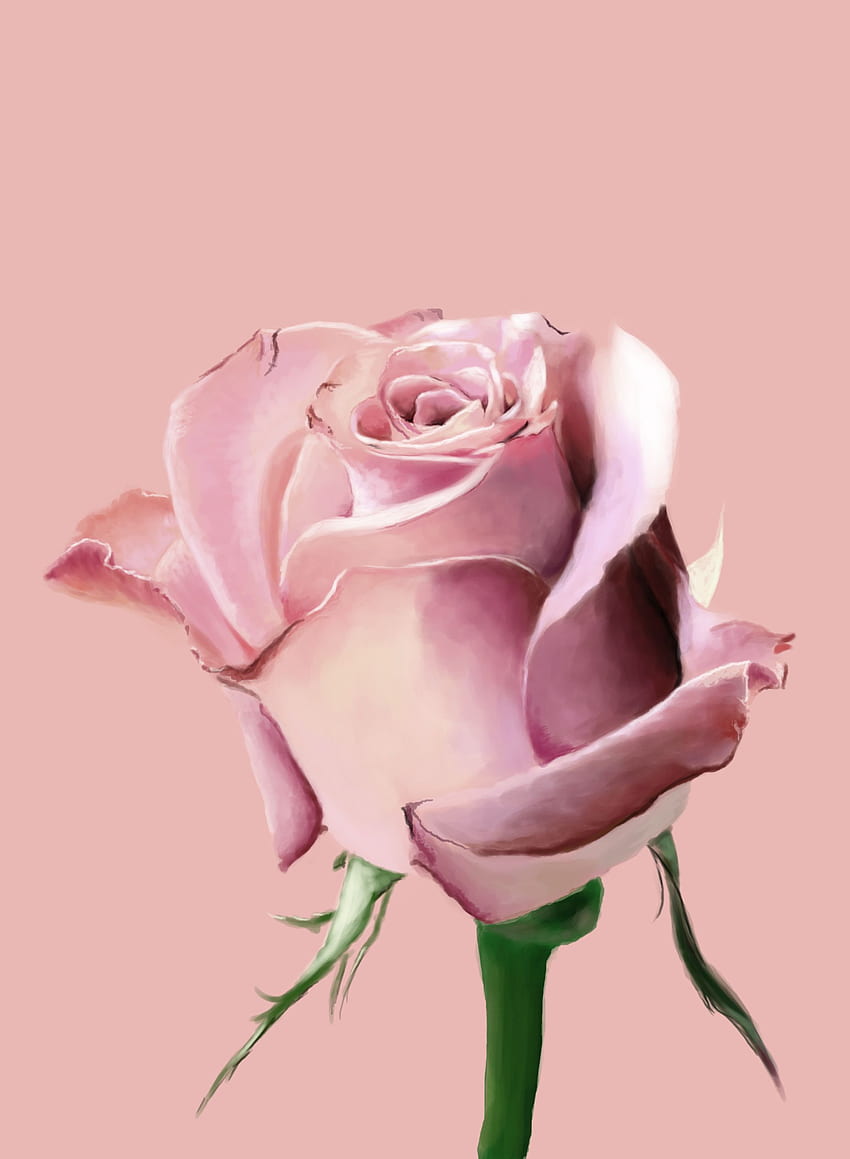 single-pink-rose-high-definition-festival-hd-phone-wallpaper-pxfuel