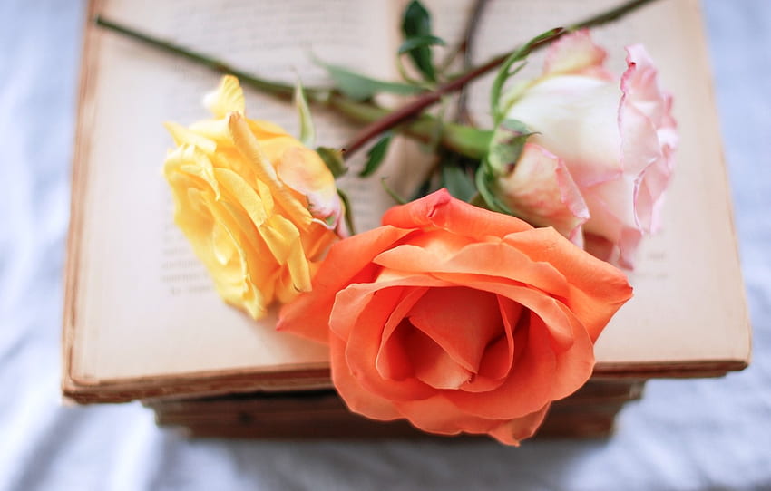 flowers, pink, roses, orange, book, yellow for , section цветы, Yellow Flowers Books HD wallpaper