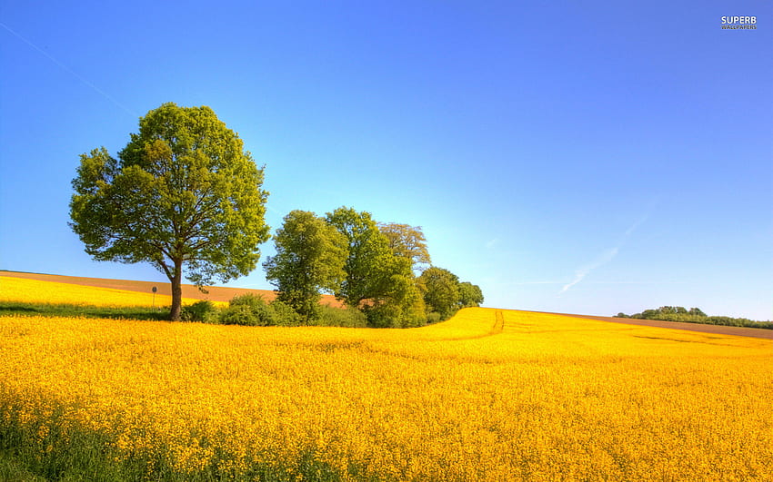 Yellow Rapeseed Field . Yellow Rapeseed Field stock, Canola HD wallpaper