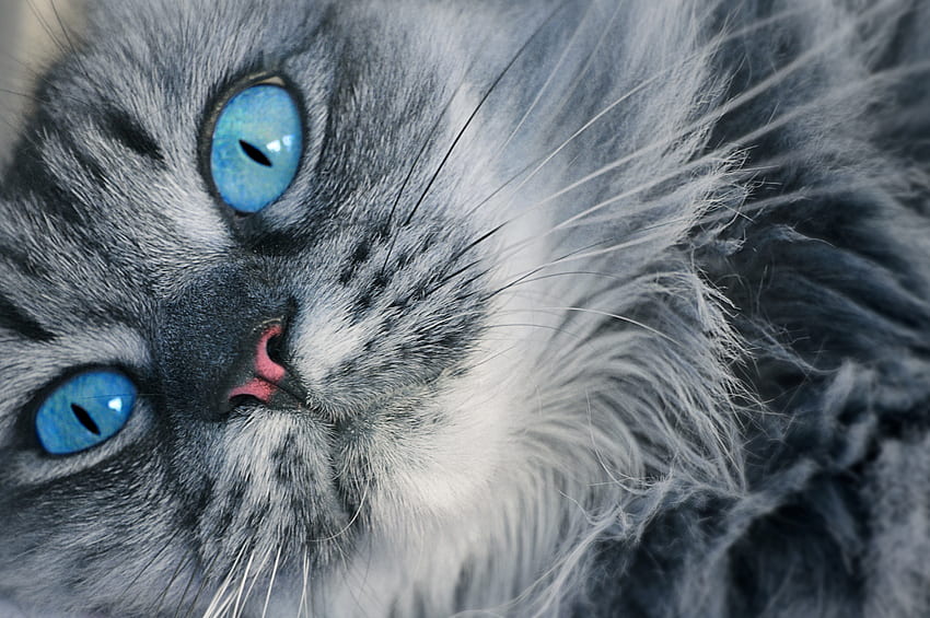 Animales, Gato, Esponjoso, Hocico, Ojos Azules, De Ojos Azules fondo de pantalla
