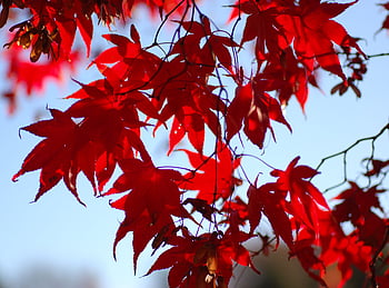 心臓のファルコンの叫び. Japanese Version of “Falconer's Cry, Japanese Noble Family ...