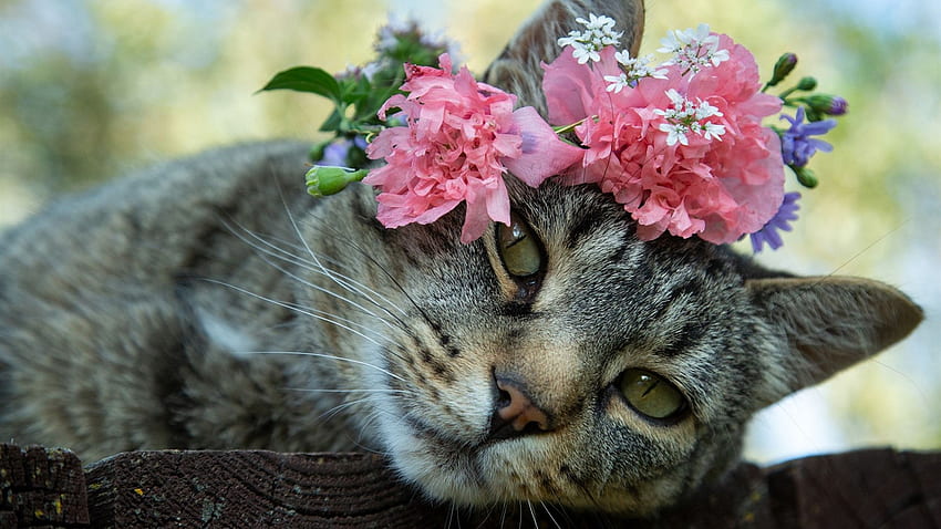 gato cinzento, flores papel de parede HD