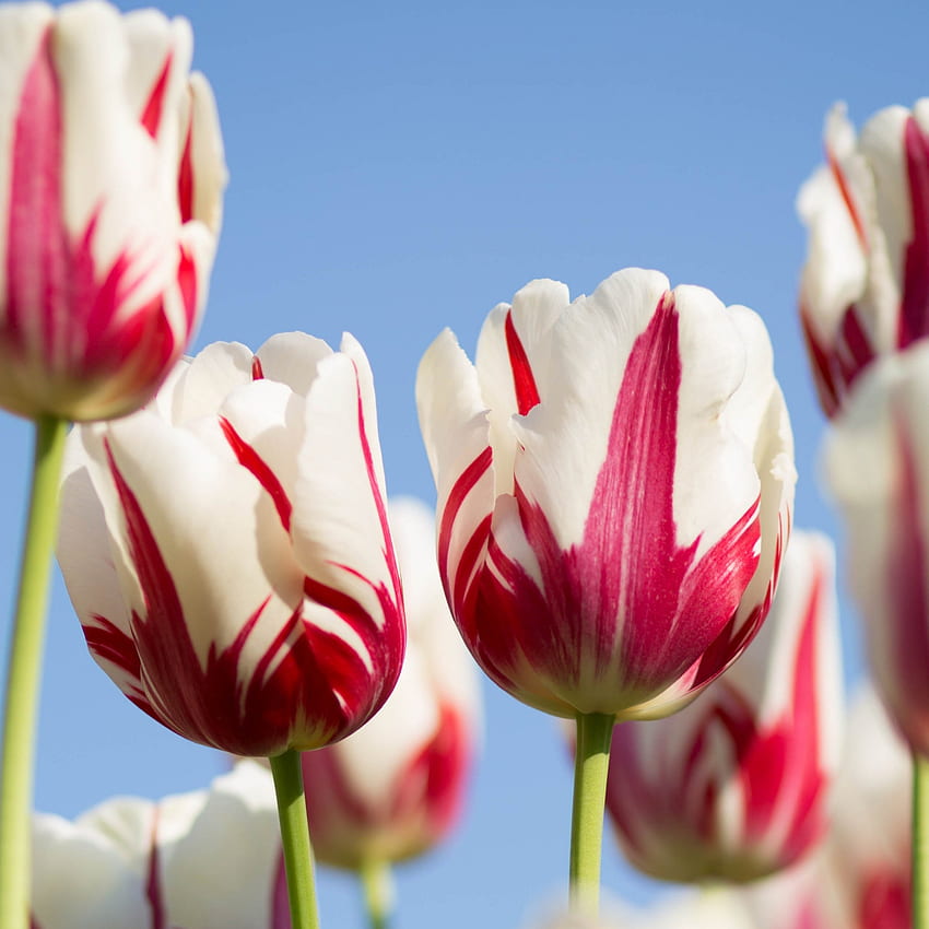 : Red white tulips HD phone wallpaper