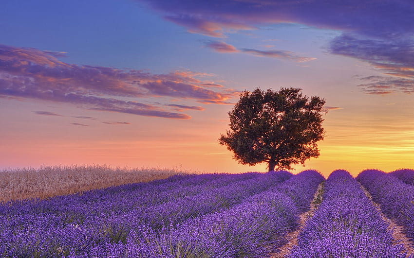 result for windows background english lavender fields, France Landscape HD wallpaper