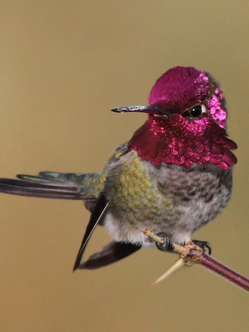 iPhone X Cute pink Hummingbird wide . Hummingbird, Hummingbird , Beautiful birds, Hummingbird HD phone wallpaper