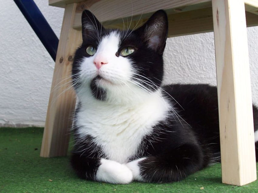 котка, сладък, домашен любимец, черно и бяло HD тапет