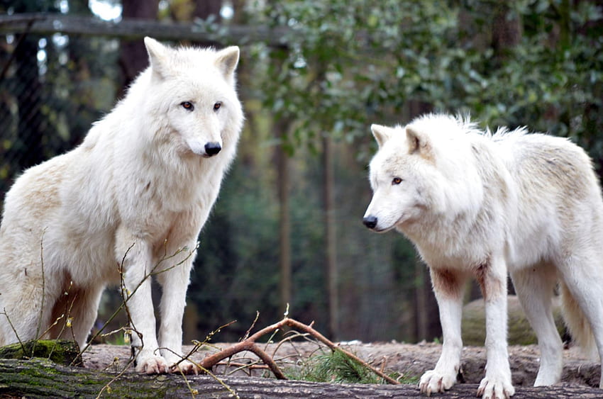 白いオオカミ, 白, 木材, 言って, 黒, オオカミ, , オオカミ, canislupus, 遠吠え, オオカミの芸術, 知恵 高画質の壁紙