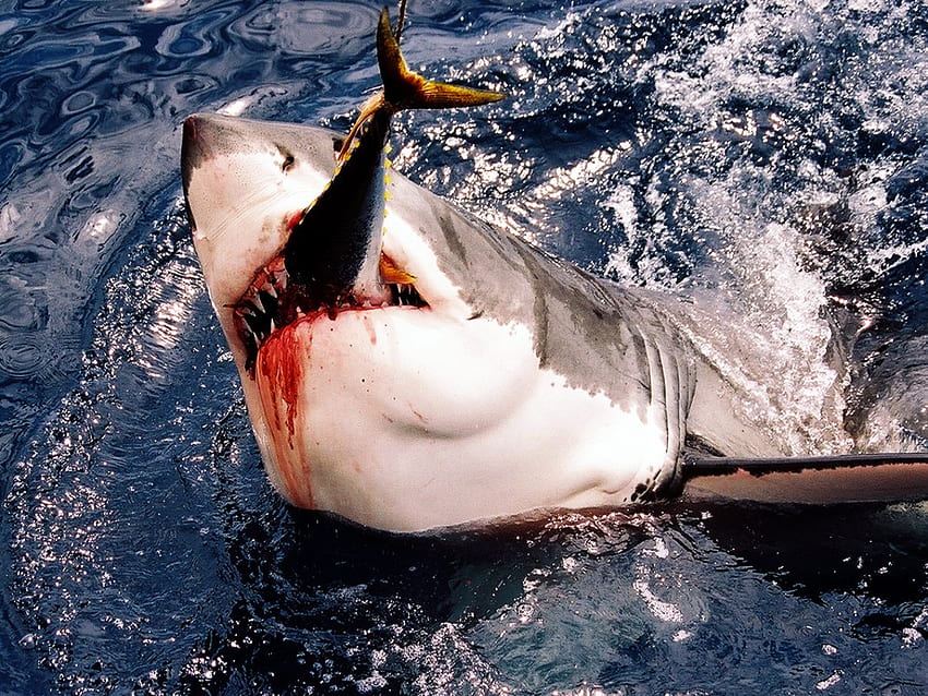 Karma dla rekinów, jedzenie, ryby, rekin, pasza, jedzenie Tapeta HD