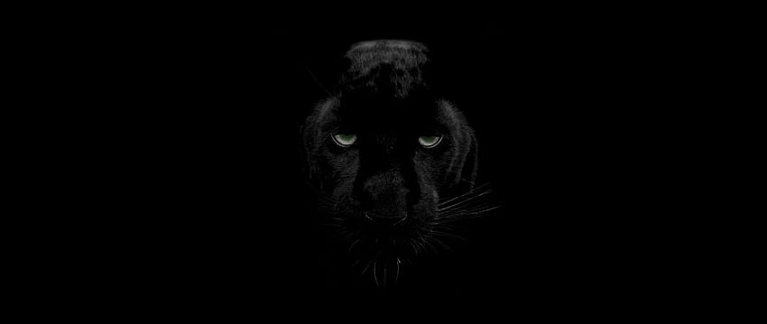 Panther, Predator, Big Cat, Wildlife, Look - Big Cats, Black Panther Face HD wallpaper