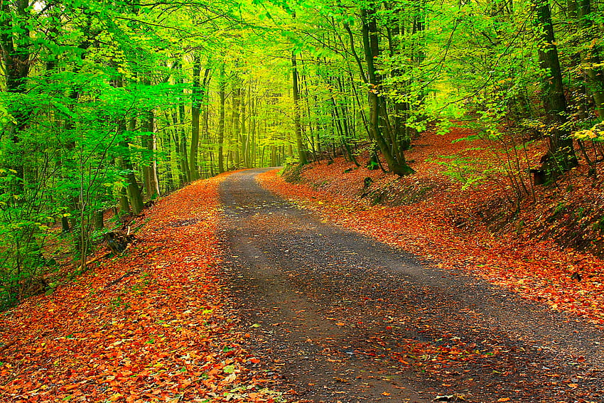 Natura, Drzewa, Jesień, Las, Ścieżka Tapeta HD
