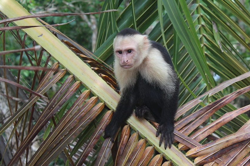 Macaco Capuchinho, capuchinho, macaco, primata, macaco papel de parede HD