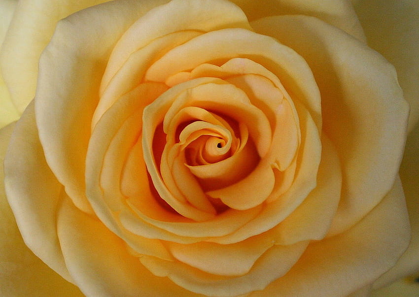 Красива роза, нежност, мекота, красота, нежност, роза, листенца, цвете, сърце HD тапет