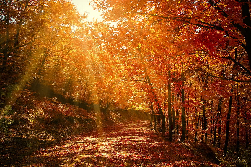 Natura, jesień, las, park, liście, światło słoneczne Tapeta HD