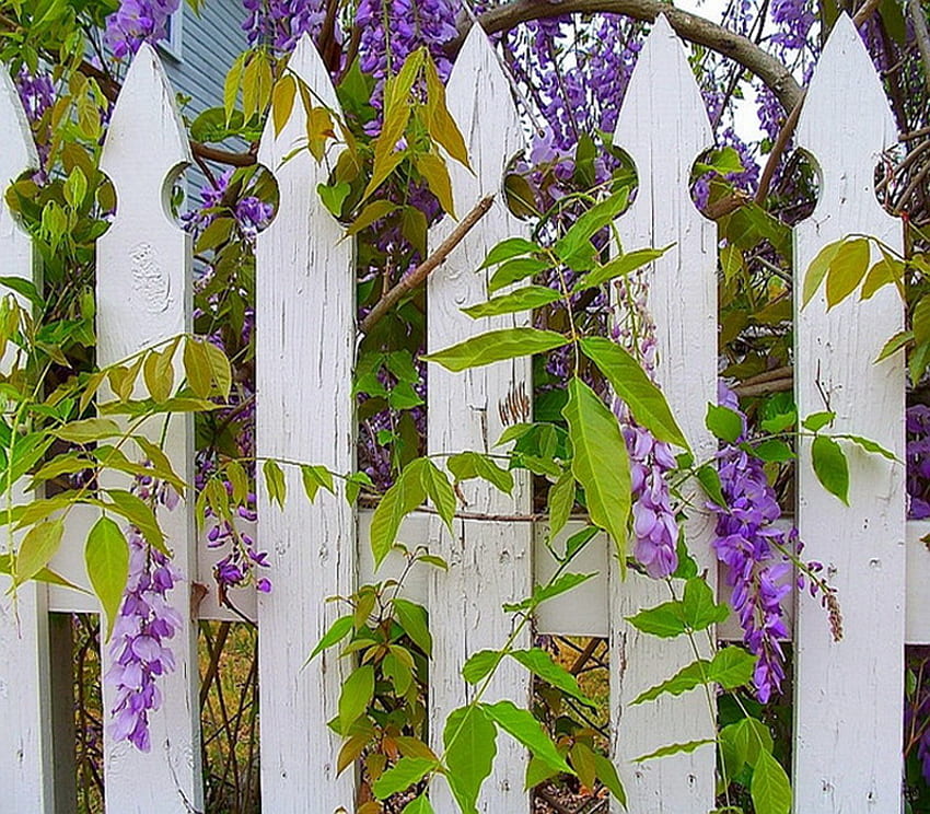 fence, purple, wisteria, white HD wallpaper