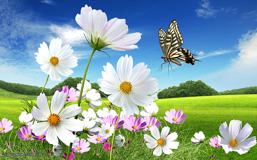 Wilde Blumen, Blau, Himmel, Blumen, Feld HD-Hintergrundbild