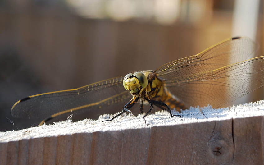 Animals, Sit, Insect, Wings, Dragonfly HD wallpaper