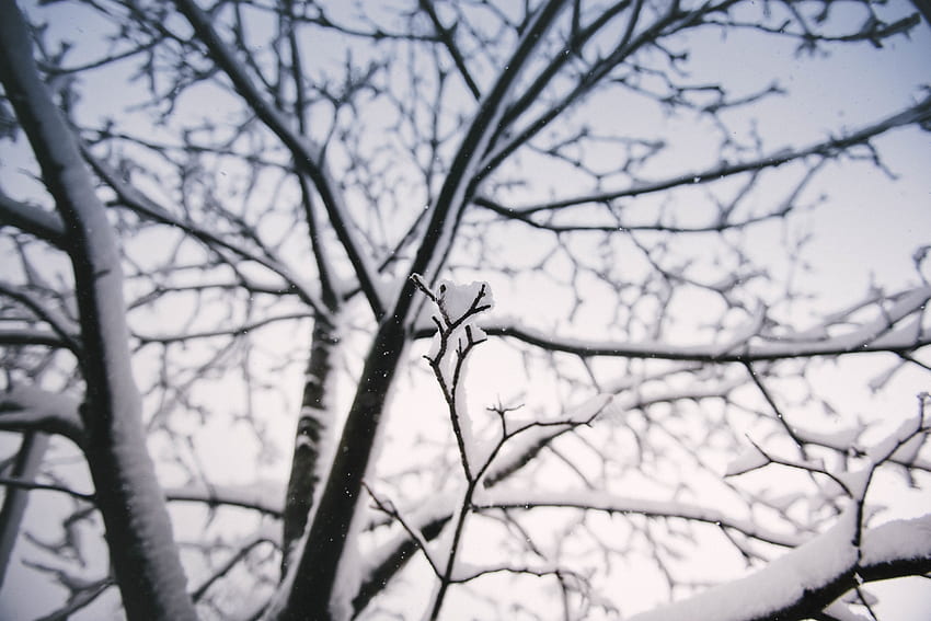 Winter, Nature, Snow, Branch HD wallpaper