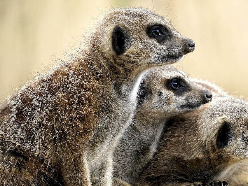 Brown Meercats, Cute Animal Family HD wallpaper