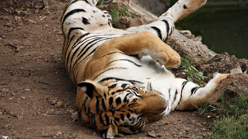 Animals, To Lie Down, Lie, Striped, Predator, Tiger, Play HD wallpaper