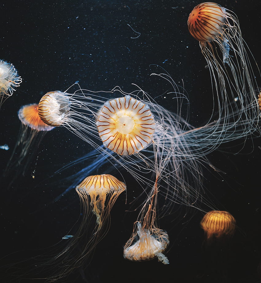 Acuario, animales acuáticos, medusas. fondo de pantalla del teléfono
