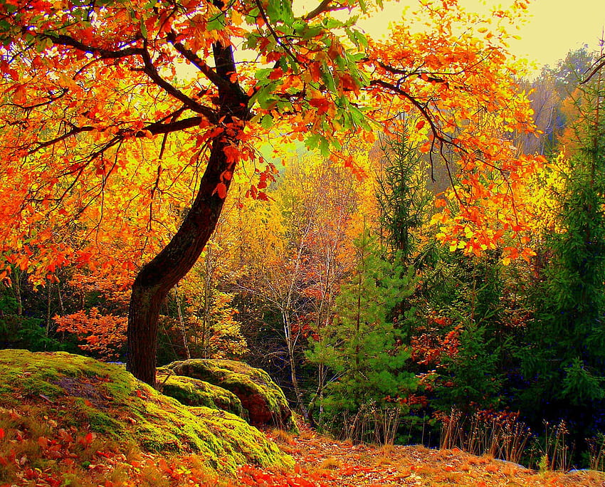 Kraj, Natura, Drzewa, Jesień, Las Tapeta HD