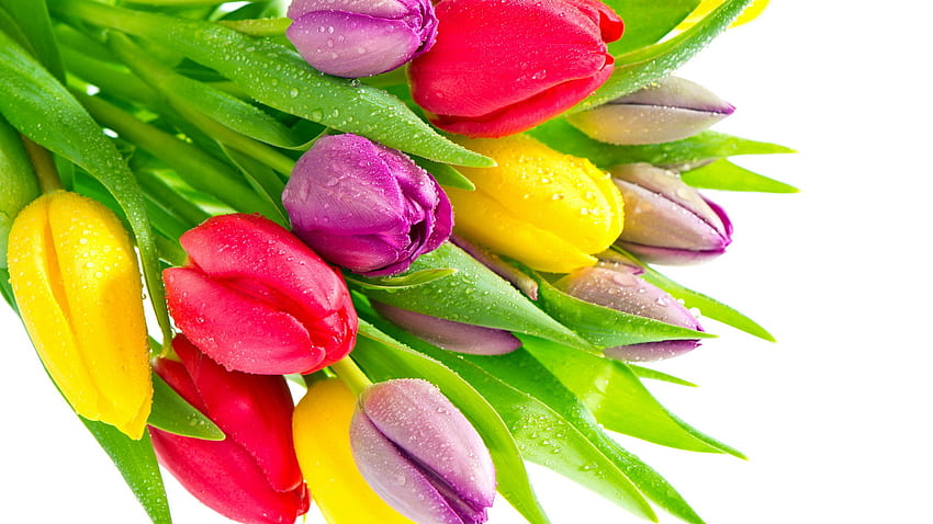 Fiori, piante, tulipani Sfondo HD