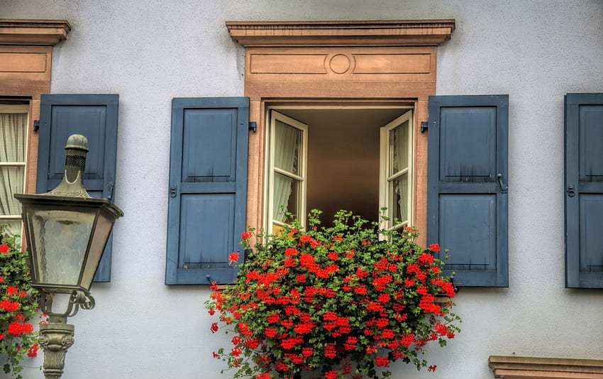 géraniums dans une fenêtre jardinière, volets, fleurs, fenêtre, maison Fond d'écran HD