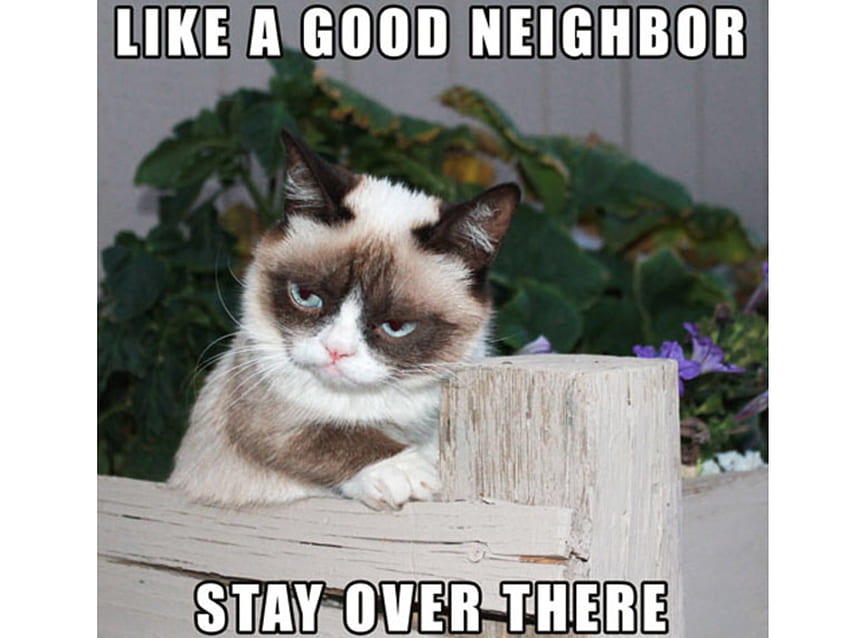 Grumpy Cat Meme (Page 1), Nope Grumpy Cat HD wallpaper