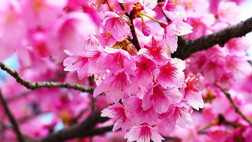 Розов черешов цвят. Най-добрият. bunga indah, bunga, Gambar bunga, Sakura Flower HD тапет