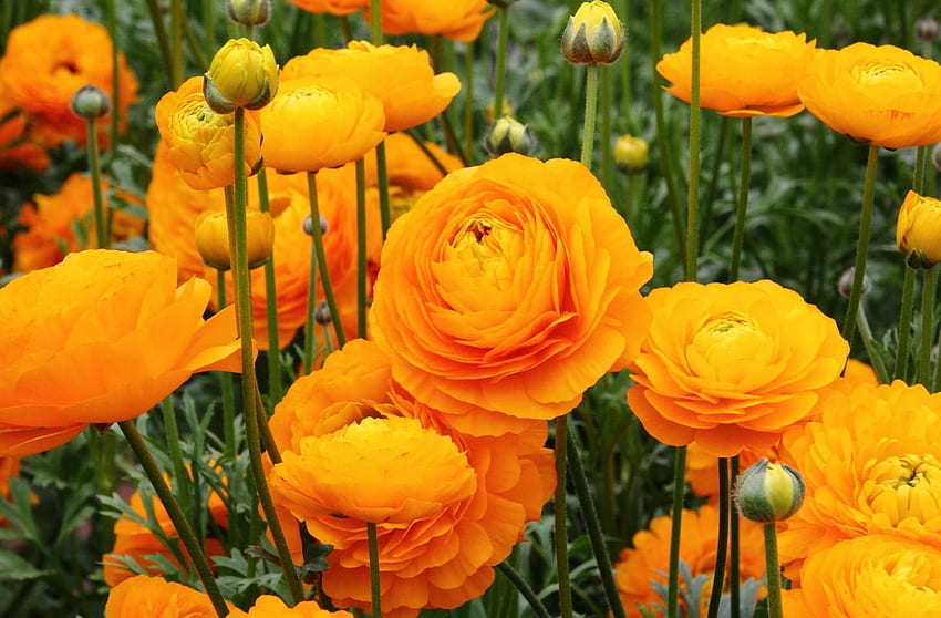 Blumen, Blumenbeet, Blumenbeet, Knospen, Ranunkeln, Ranunkeln, Stängel HD-Hintergrundbild