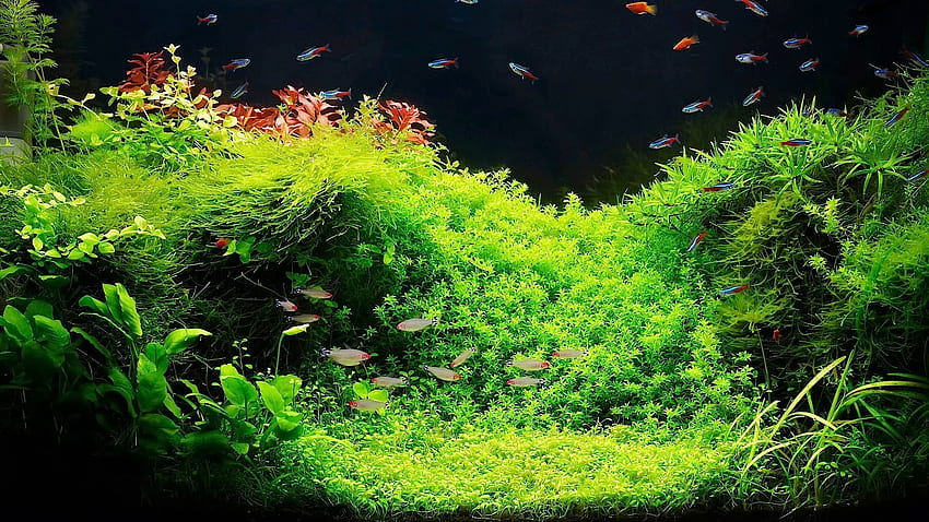 Full Size of Fish Tank Maxresdefault Singular Live Fish Aquarium Ispirazioni ware Screensavercolorful Plantslive ... Sfondo HD