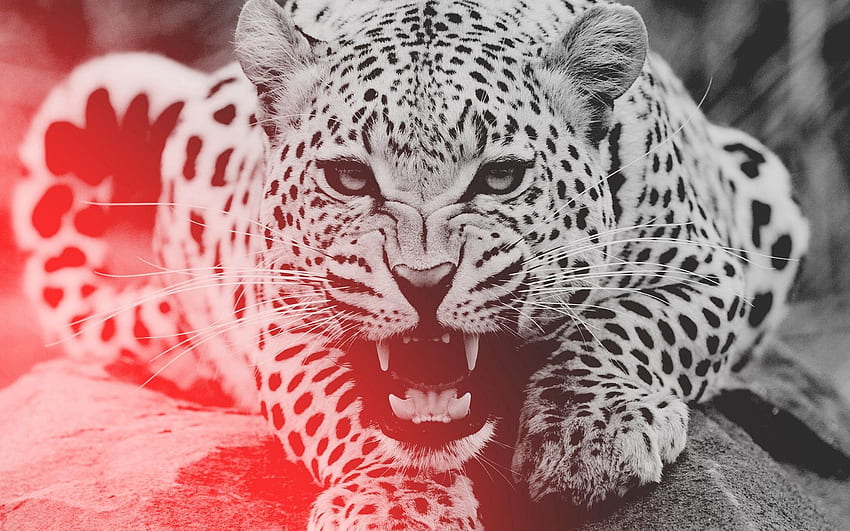 Animais, Leopardo, Agressão, Grin, Focinho papel de parede HD