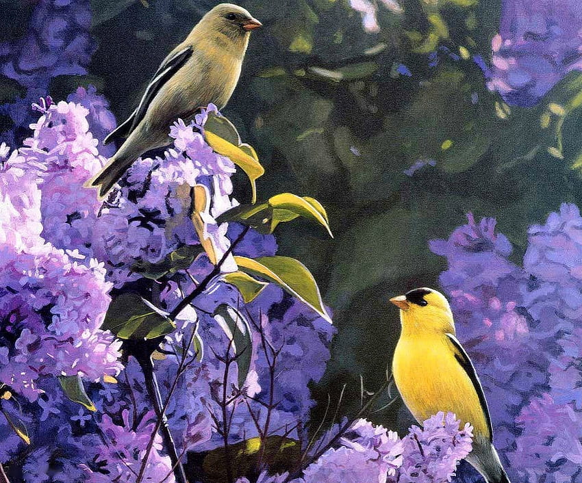 Uccelli su lillà, uccelli canori, primavera, pittura, fiori Sfondo HD