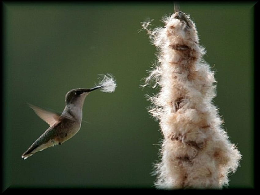 Nest building, white, plant, brown, collecting, humming bird, soft material, hovering HD wallpaper