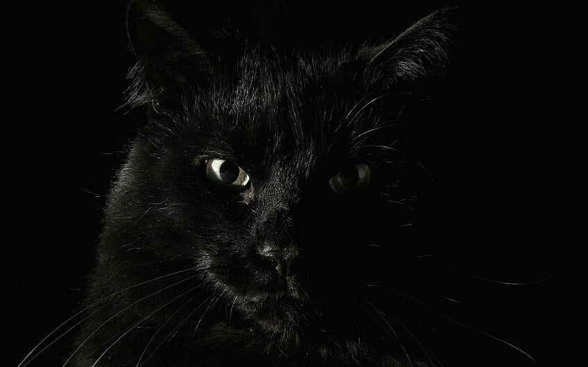 Katze, Schnauze, Augen, Angst HD-Hintergrundbild