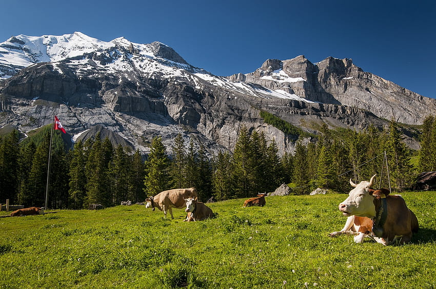 Tiere, Gras, Berge, Kühe, Gipfel, Gipfel, Schweiz, Wiese HD-Hintergrundbild