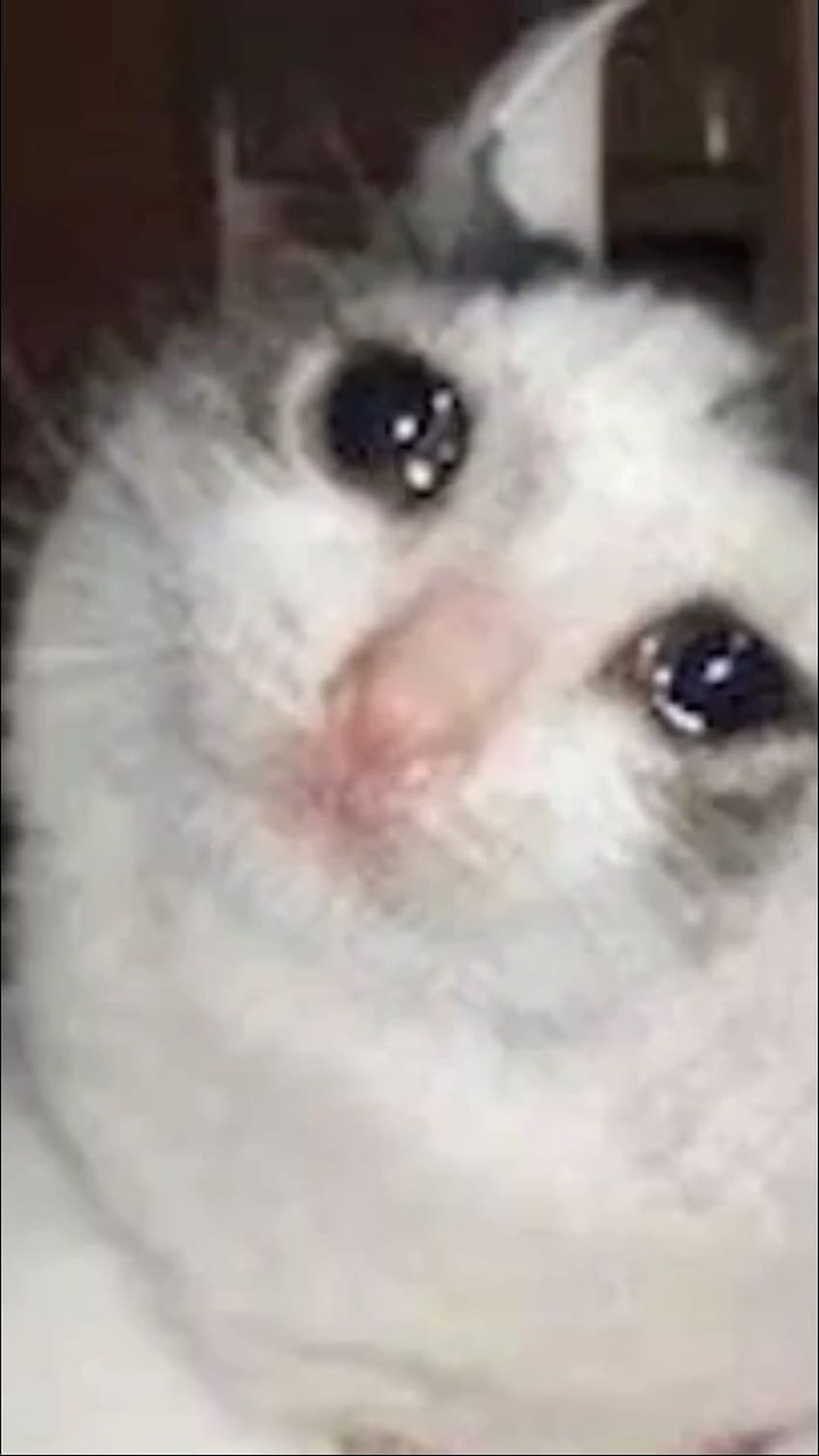 Crying Cat Meme PNG GIF BASE Sad Meme HD Phone Wallpaper Pxfuel