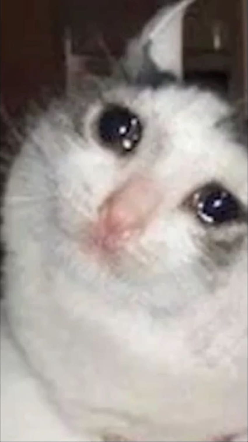 Meme do gato chorando. PNG & GIF BASE, Meme Triste Papel de parede de celular HD