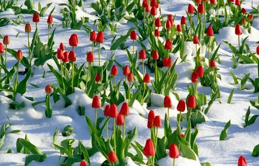 Tulip musim semi mekar, Bunga, Tulip, Kelopak, merah Wallpaper HD