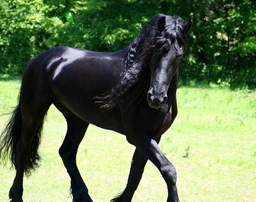 Spunky Friesian, cavalos, preto, frisão, holandês, Holanda, Frísia papel de parede HD