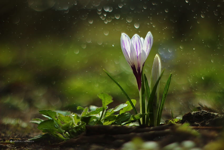 Weißer Krokus, Nowotna, Weiß, Grazyna, Krokus, Grafik, Blumen, Frühling HD-Hintergrundbild