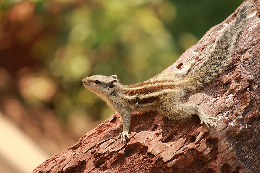 Animals, Squirrel, Wood, Tree, Small, Climb, Petite HD wallpaper