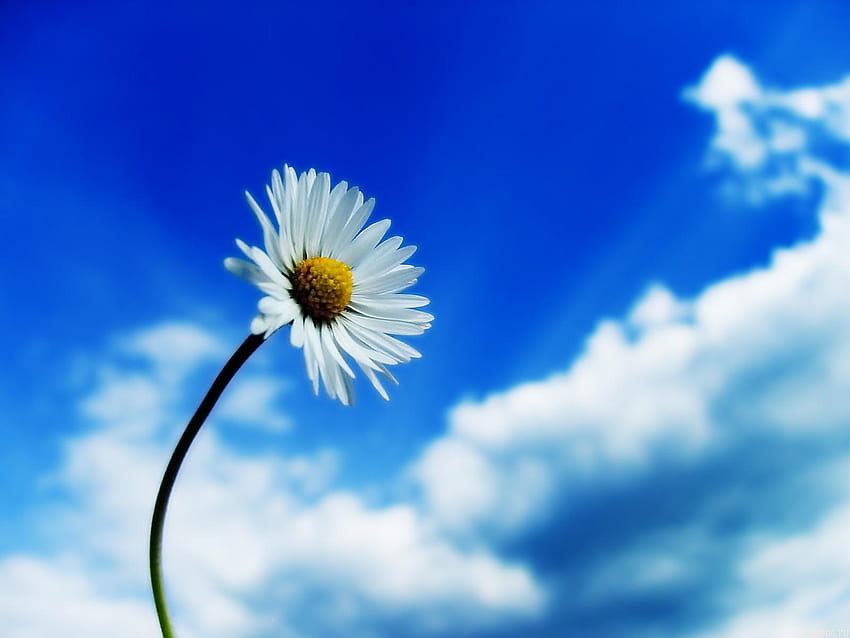 White Daisy Flower Blue Background , , Background HD wallpaper